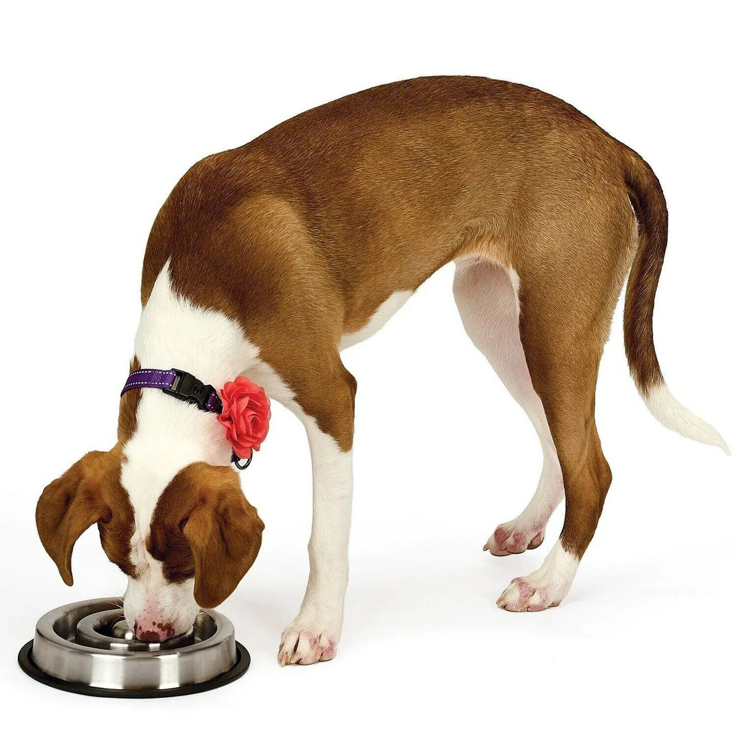 Stainless Steel Heavy Duty Slow Feeder Dog Bowl, Anti-Slip (Large)